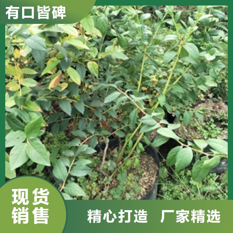 【蓝莓苗】核桃苗樱花苗长果桑树苗精工制作