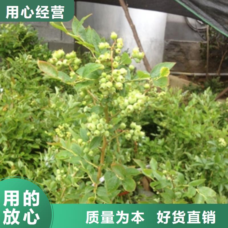 蓝莓苗钙果苗服务始终如一