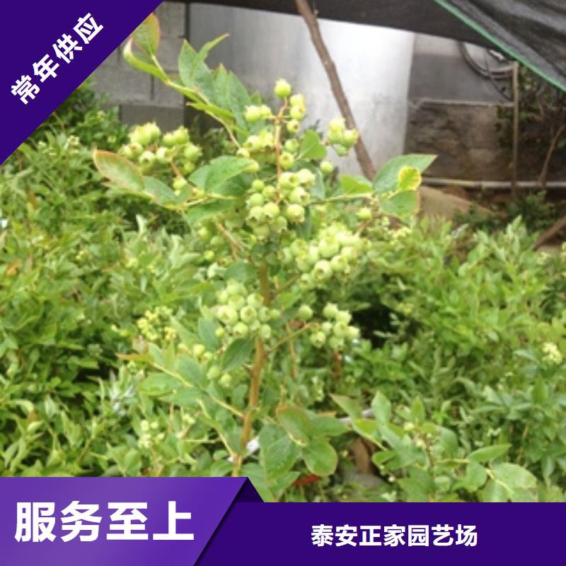 蓝莓苗为您精心挑选