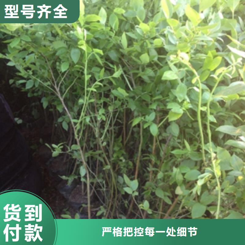 蓝莓苗为您精心挑选