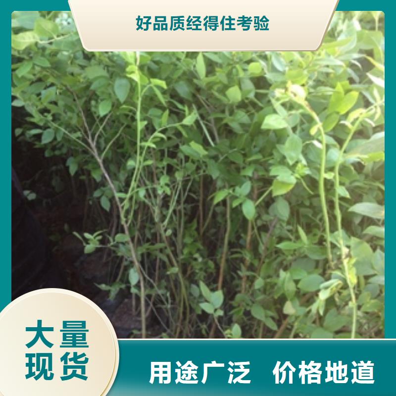【蓝莓苗国槐精工制作】