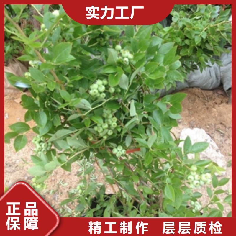 蓝莓苗绿化树绿化工程定制不额外收费