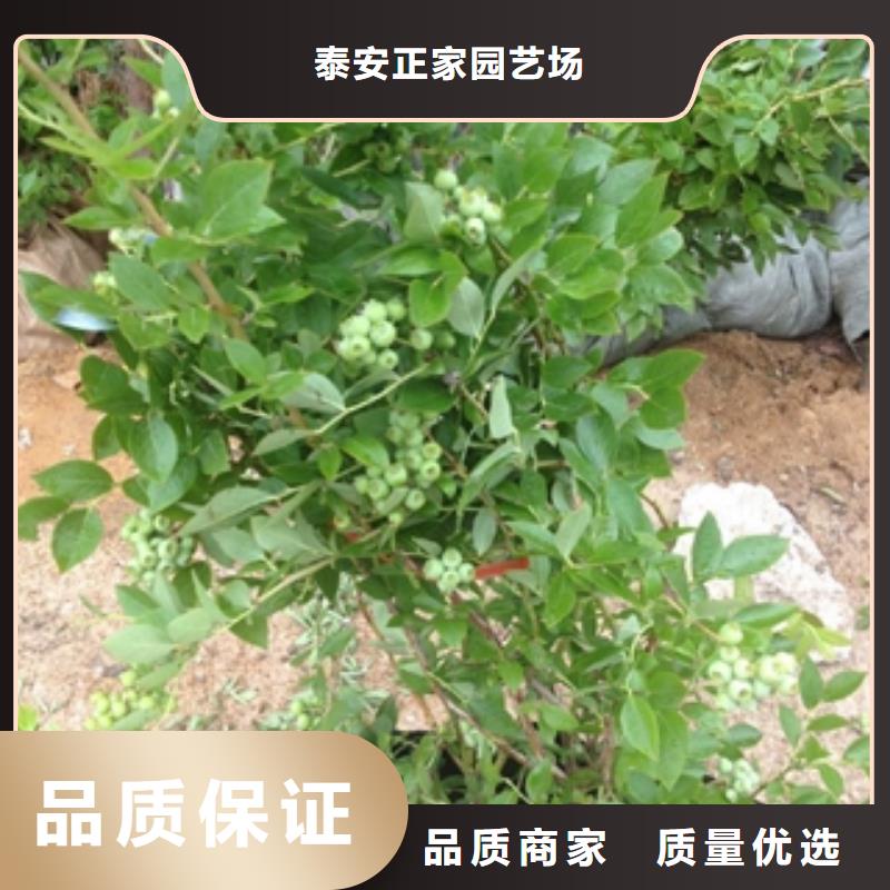 蓝莓苗占地果树货源充足