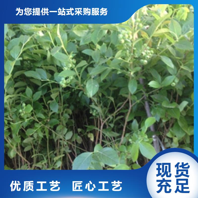 蓝莓苗占地果树多年厂家可靠