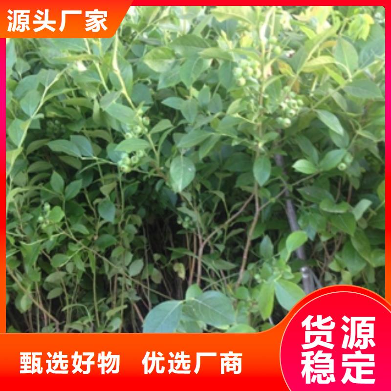 蓝莓苗为您精心挑选