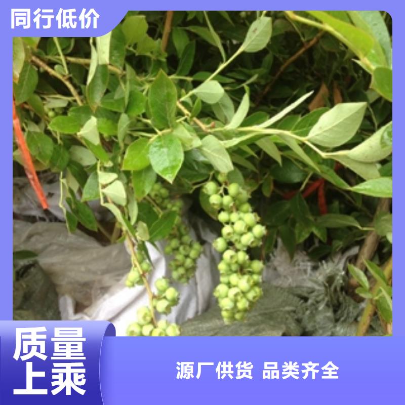 蓝莓苗为您精心挑选