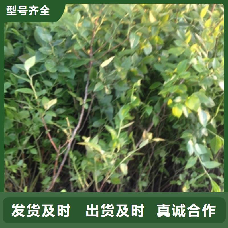 蓝莓苗-【核桃苗樱花苗长果桑树苗】用心做好细节