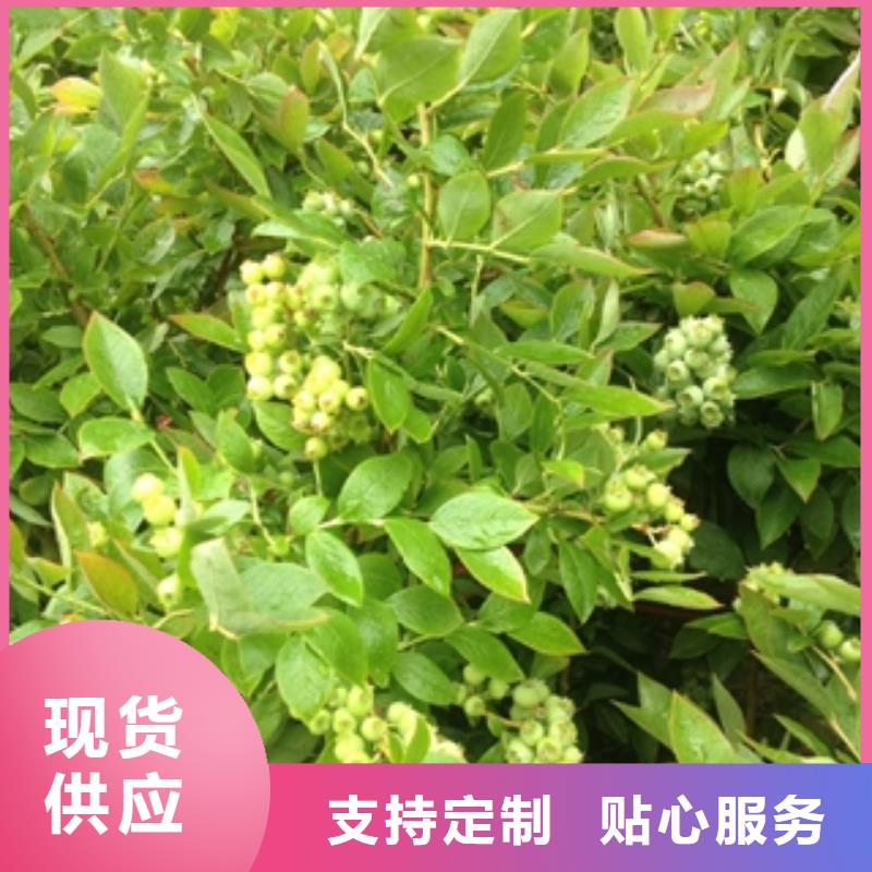 蓝莓苗_泰山景松造型景松可定制有保障