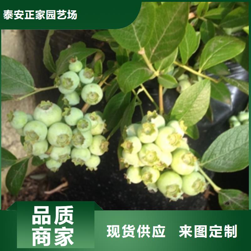 蓝莓苗为您精心挑选