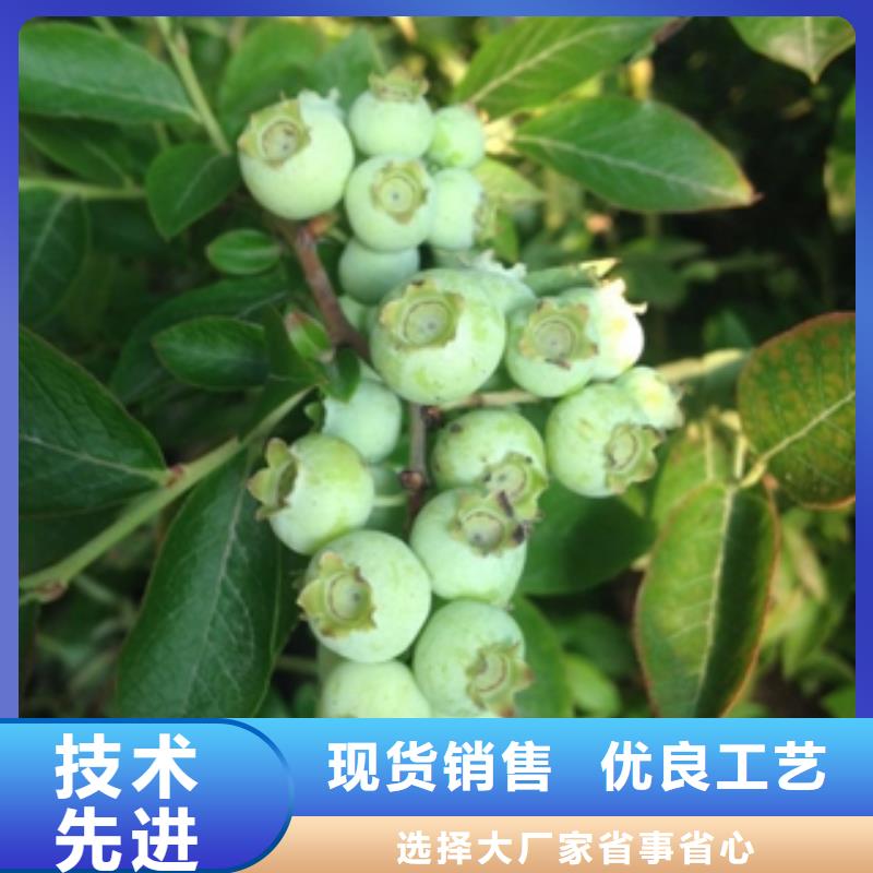 本地(正家)【蓝莓苗】-泰山景松 造型景松一周内发货