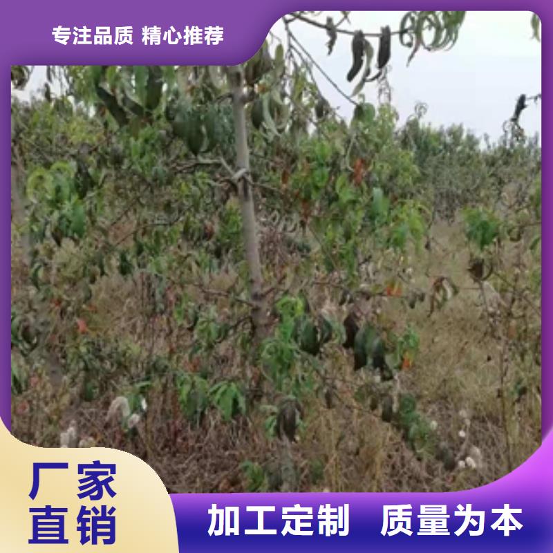 桃树_国槐您想要的我们都有