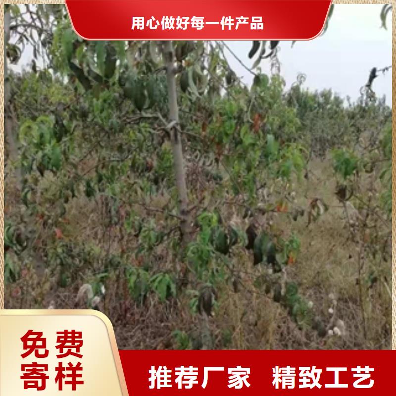 桃树-核桃苗樱花苗长果桑树苗真材实料诚信经营