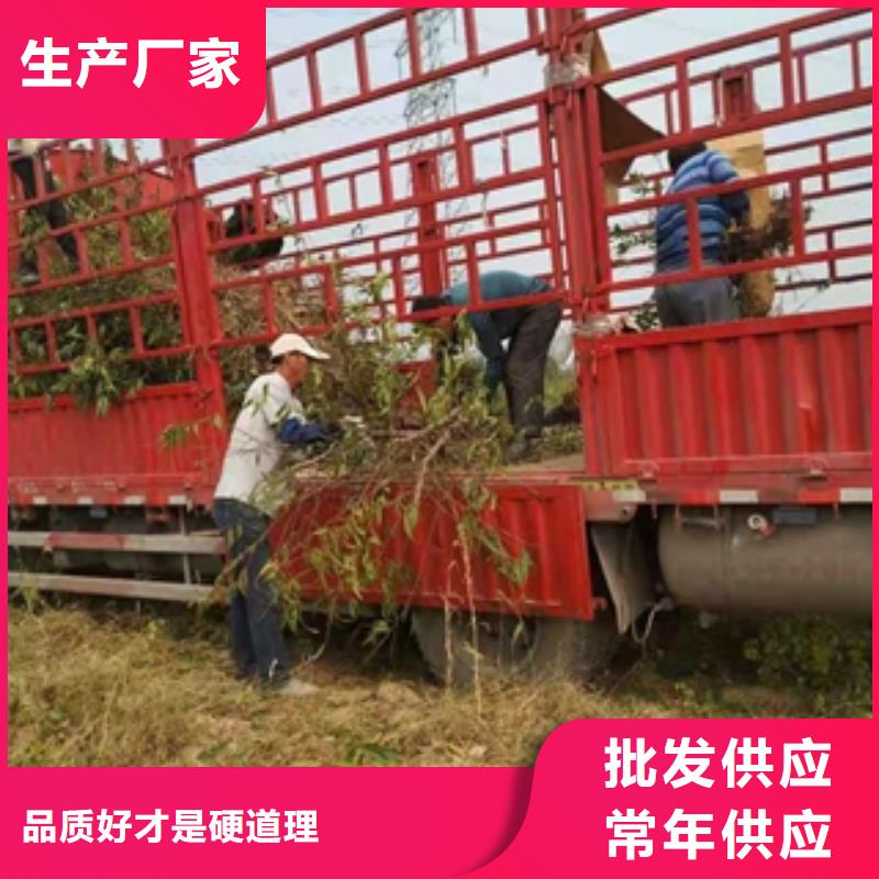 桃树蓝莓苗放心购
