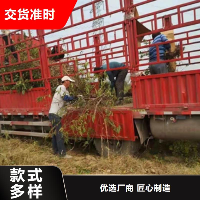 桃树-占地果树为您精心挑选