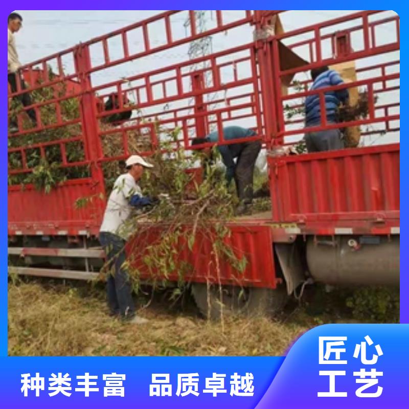 桃树,占地果树支持定制加工