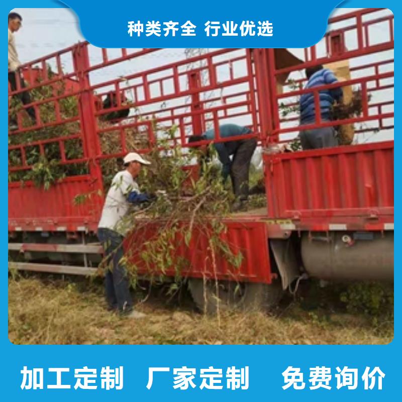 桃树【占地果树】用心经营