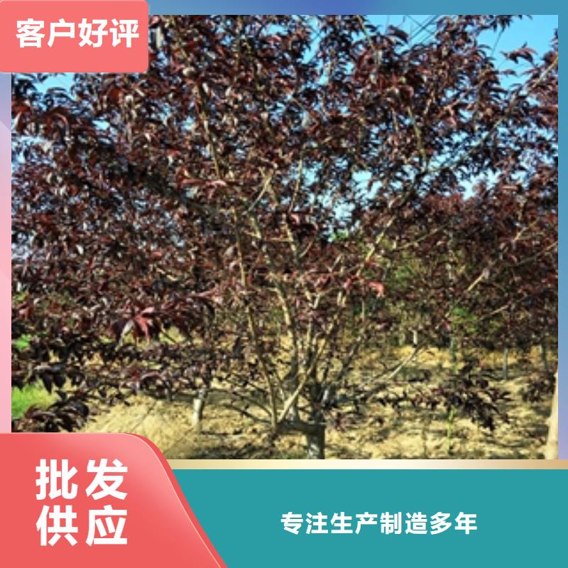 桃树樱桃苗随到随提