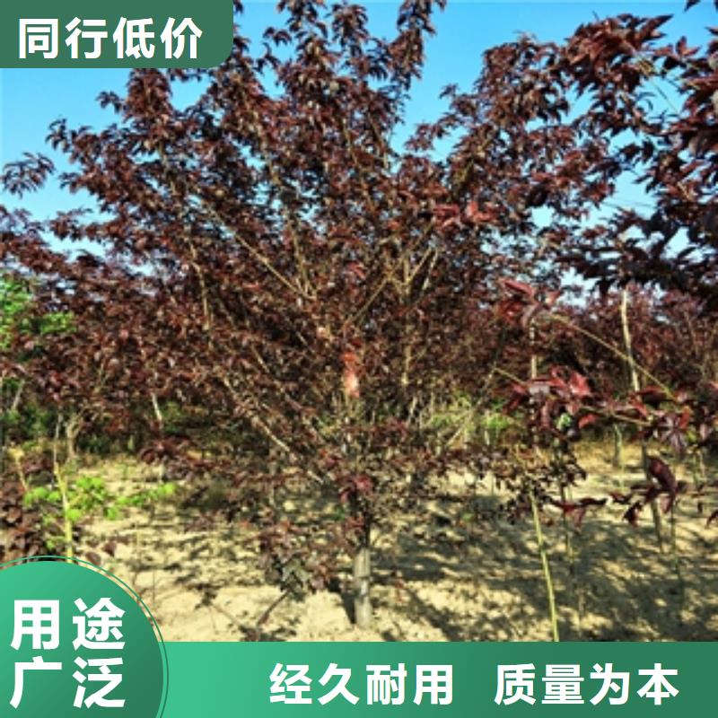 桃树_泰山景松造型景松诚信为本