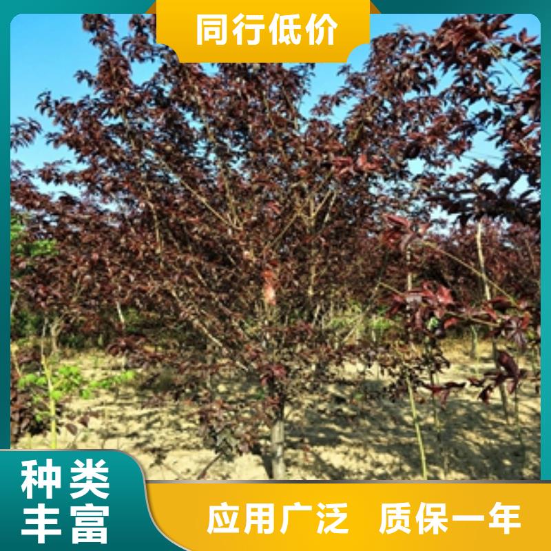 桃树【占地果树】用心经营