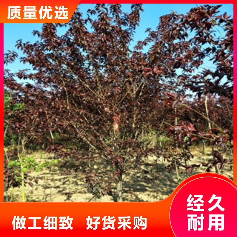 桃树-核桃苗樱花苗长果桑树苗真材实料诚信经营