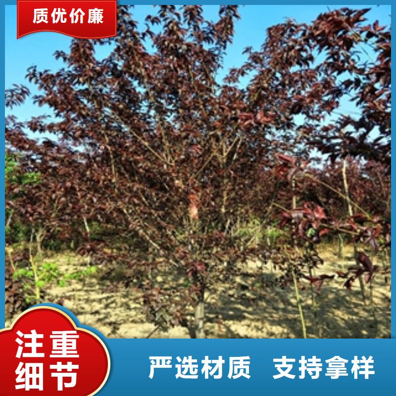 桃树樱桃苗源头厂商
