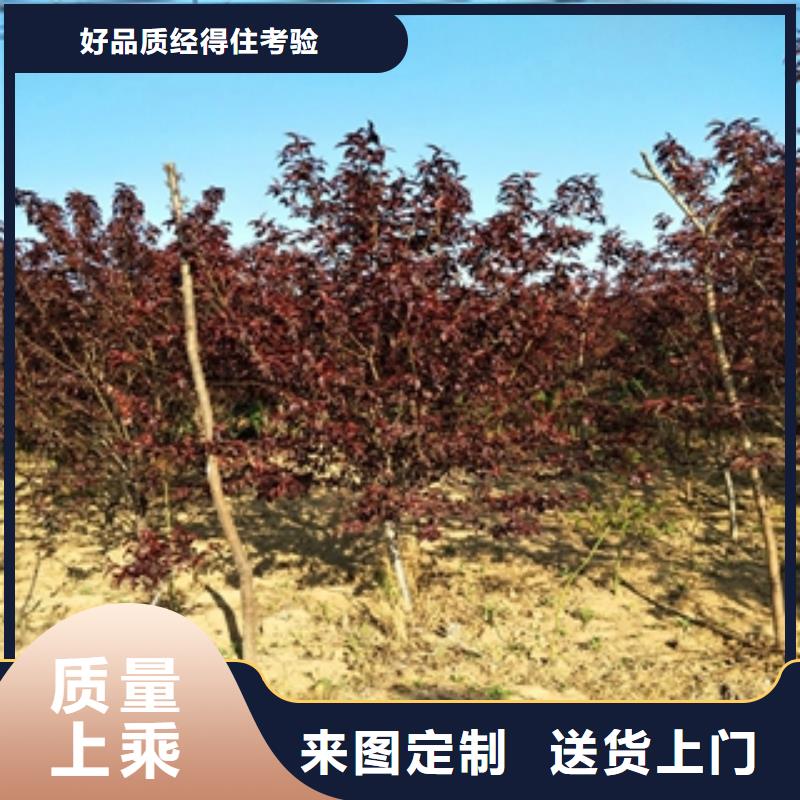 桃树,占地果树多年实力厂家