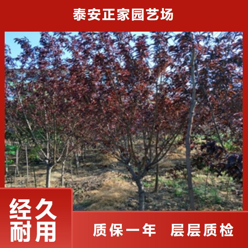桃树蓝莓苗放心购