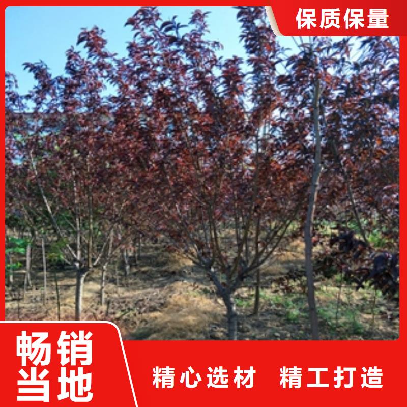 桃树泰山景松造型景松行业优选