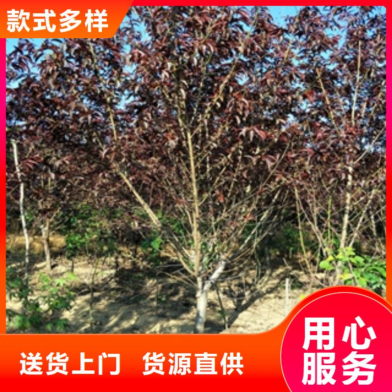 桃树【泰山景松造型景松】批发价格