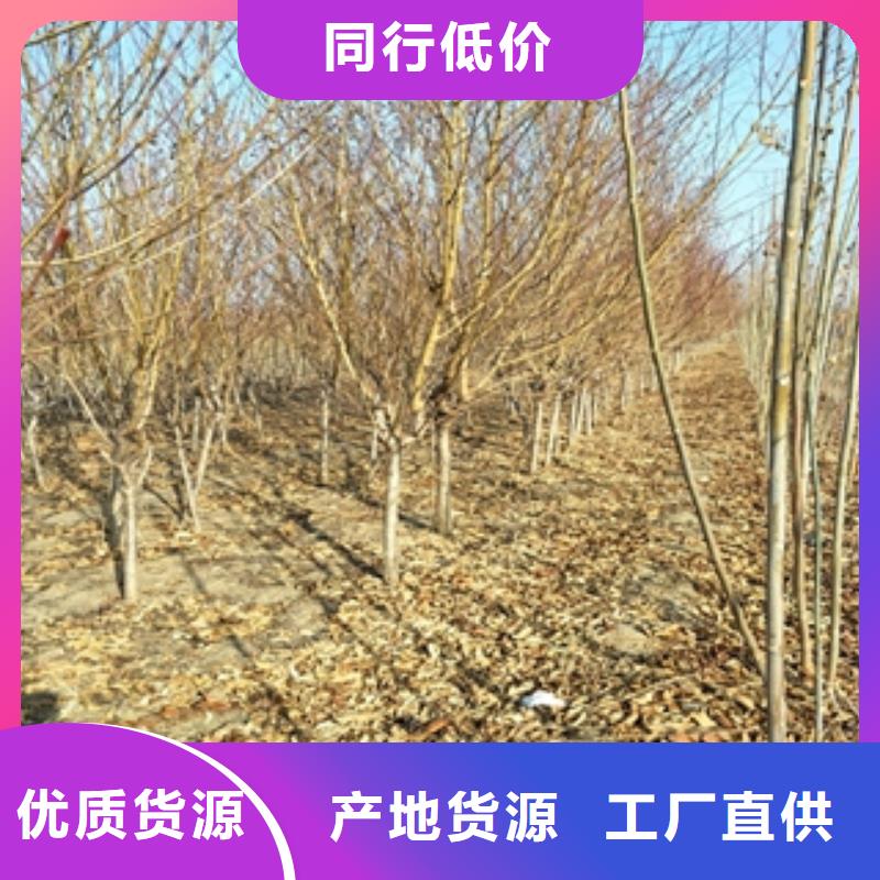桃树蓝莓苗放心购