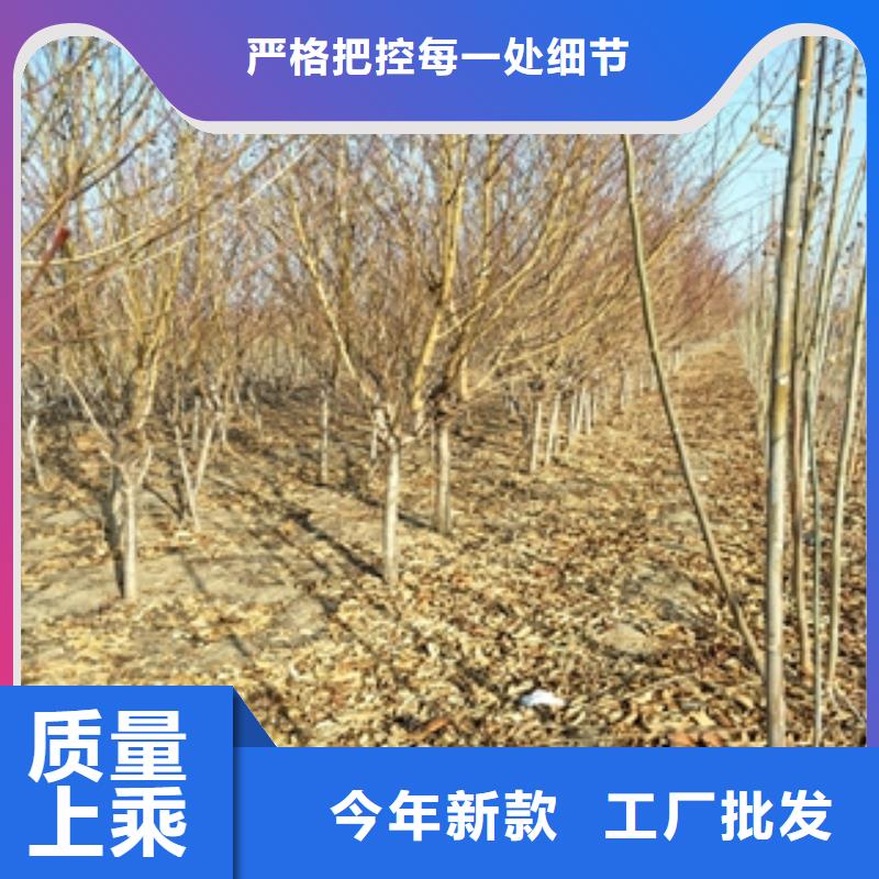 桃树【泰山景松造型景松】批发价格