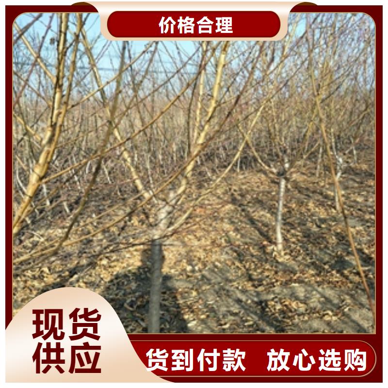 桃树泰山景松造型景松行业优选
