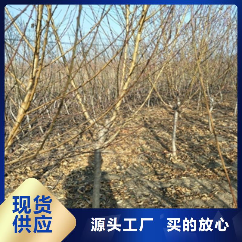 桃树-占地果树为您精心挑选