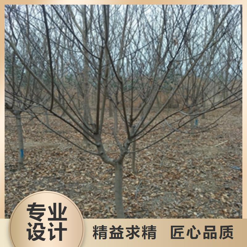 桃树-占地果树为您精心挑选