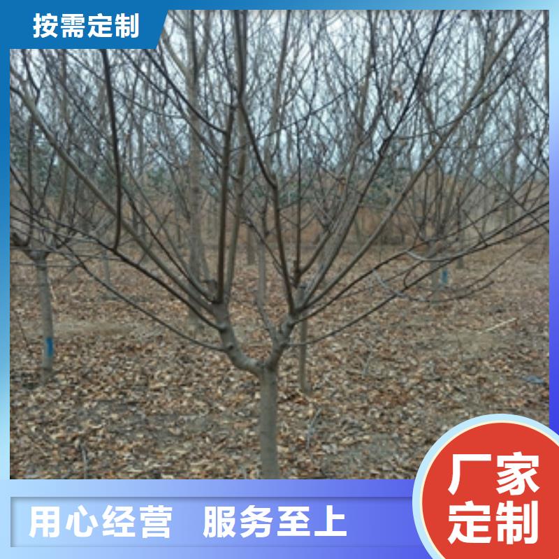 桃树-核桃苗樱花苗长果桑树苗真材实料诚信经营