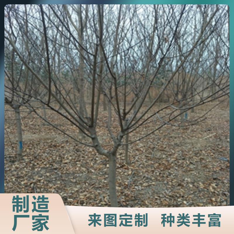 桃树绿化树绿化工程一致好评产品
