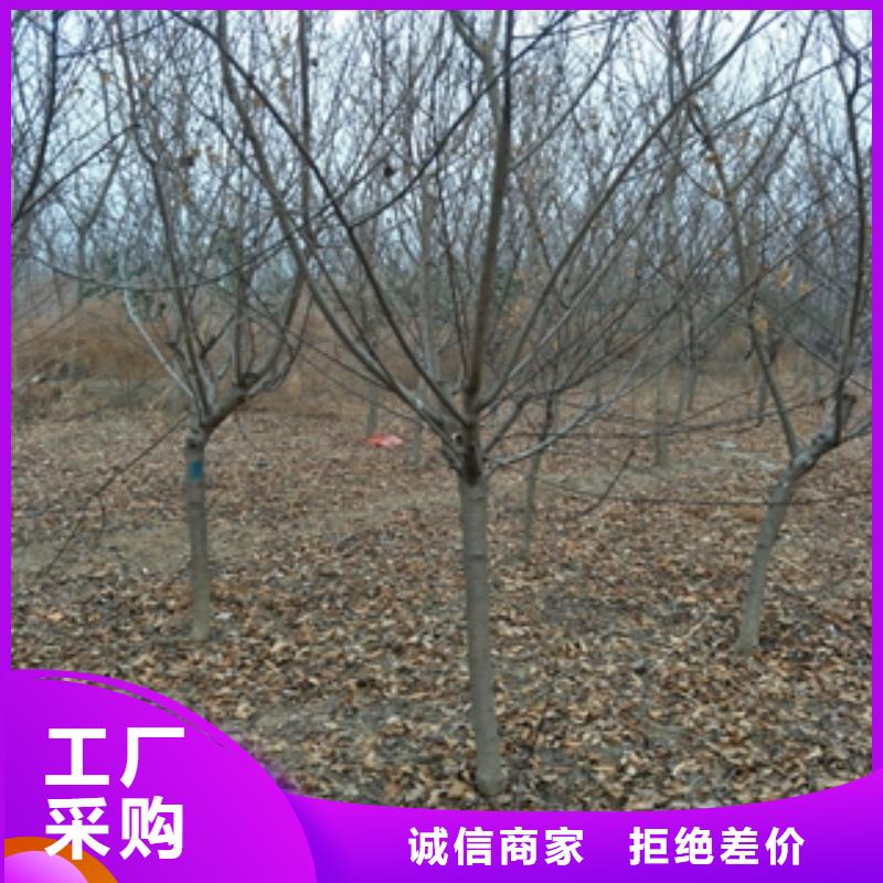 桃树绿化树绿化工程实拍展现