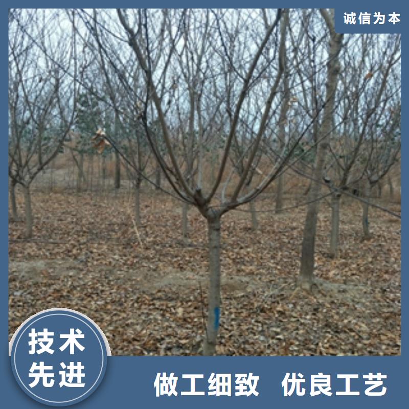 桃树-占地果树为您精心挑选
