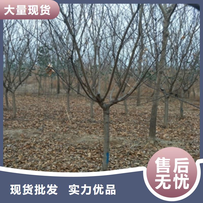 桃树_国槐您想要的我们都有