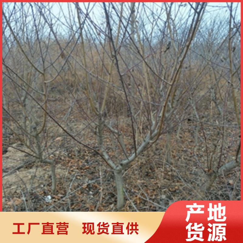桃树蓝莓苗放心购