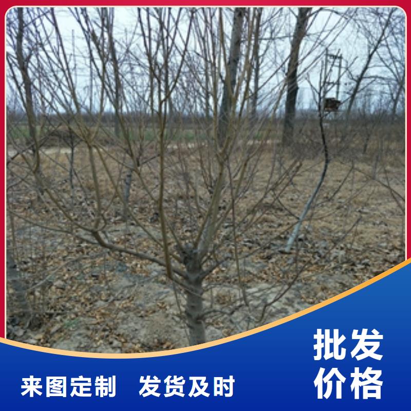桃树绿化树绿化工程实拍展现