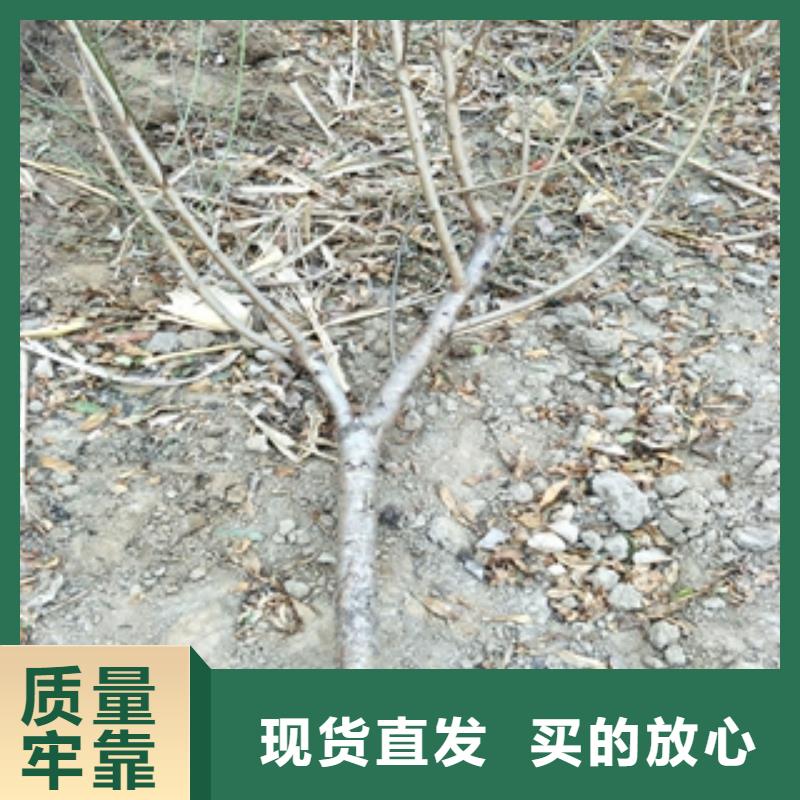 桃树-蓝莓苗0中间商差价