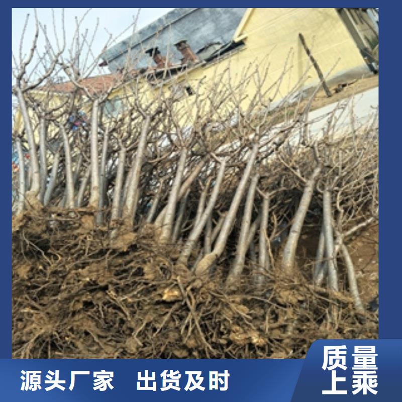 桃树蓝莓苗放心购
