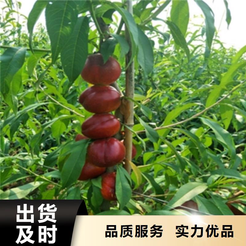 桃树-蓝莓苗0中间商差价