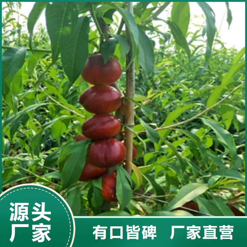 桃树【泰山景松造型景松】批发价格
