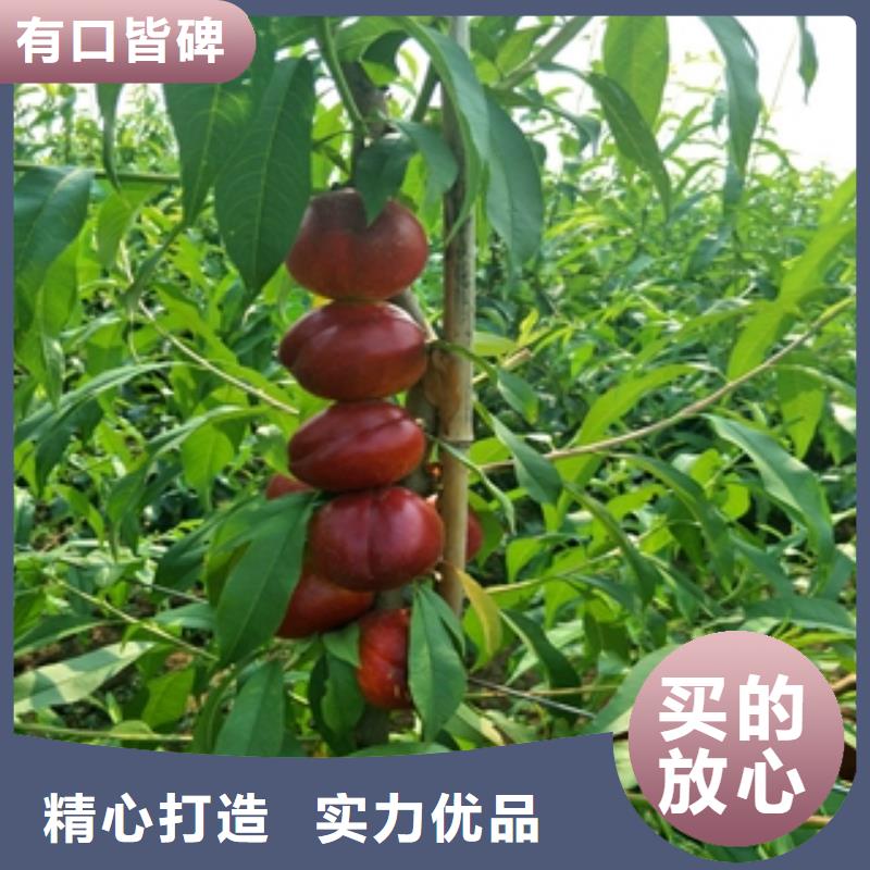 桃树绿化树绿化工程一致好评产品