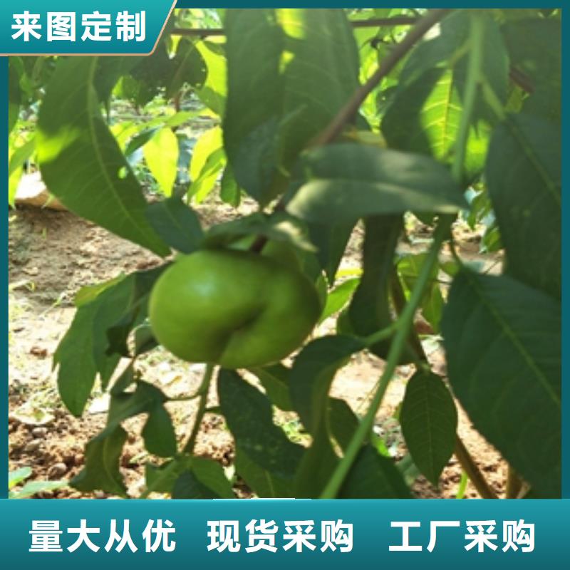 桃树泰山景松造型景松行业优选