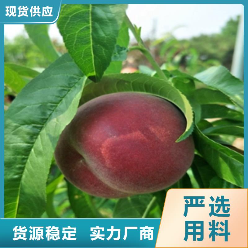 桃树碧桃免费安装
