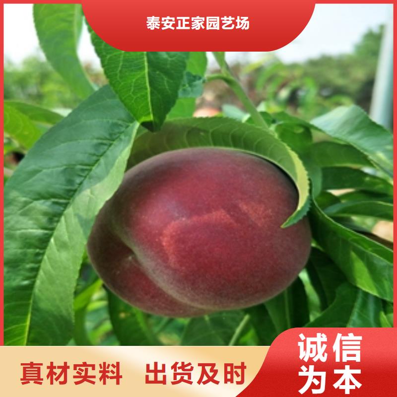 桃树_国槐您想要的我们都有