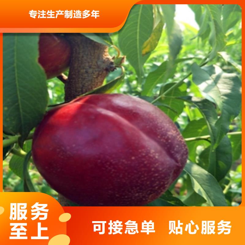 桃树泰山景松造型景松行业优选